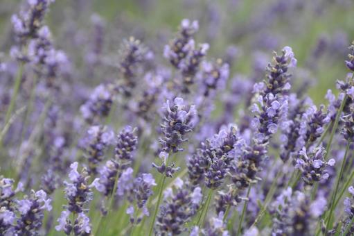 Lavender 2, JPG Lavender 2, JPG