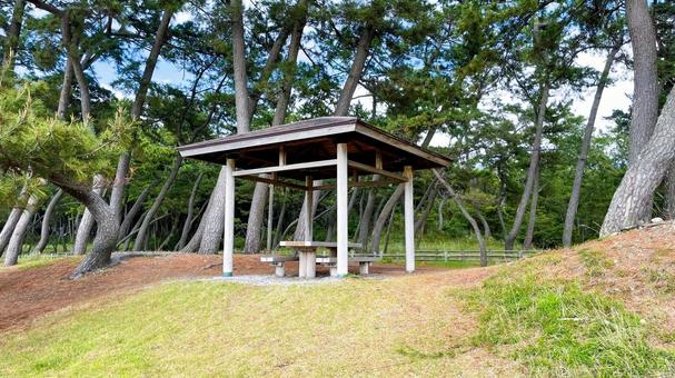 さつき松原の松林遊歩道 さつき松原の松林遊歩道 さつき松原,宗像市,遊歩道の写真素材