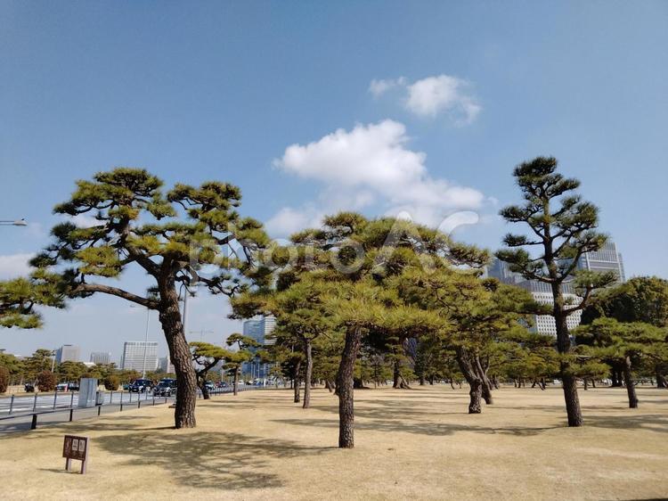 松の間から空を覗く　青い空　白い雲 青い空,白い雲,皇居の写真素材