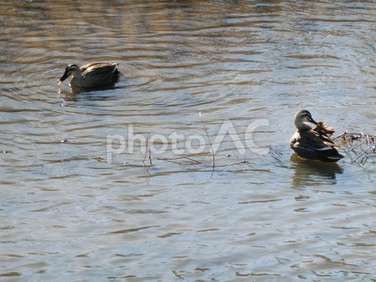 羽繕いするカルガモ カルガモ,鴨,かもの写真素材