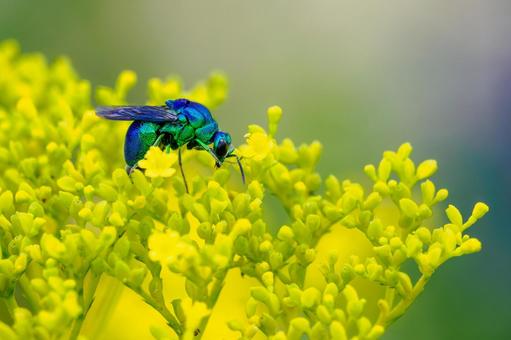 オオセイボウ(27) オオセイボウ(27) 蜂,オオセイボウ,宝石蜂の写真素材