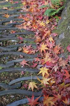 秋の風景　紅葉　落ち葉 紅葉,落ち葉,赤の写真素材