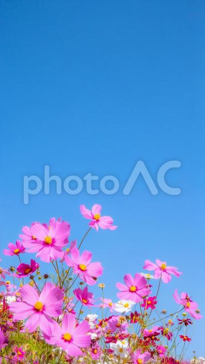 コスモスと青空(縦) コスモス,秋桜,花の写真素材