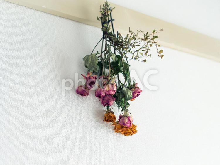 壁に掛けたローズのドライブーケ_2 ローズ,ミニバラ,ピンクの写真素材