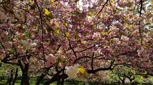 弘前公園の八重桜2 弘前公園の八重桜2の写真