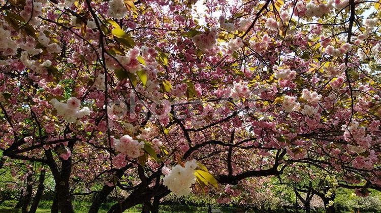弘前公園の八重桜２ 弘前公園,さくら,八重桜の写真素材
