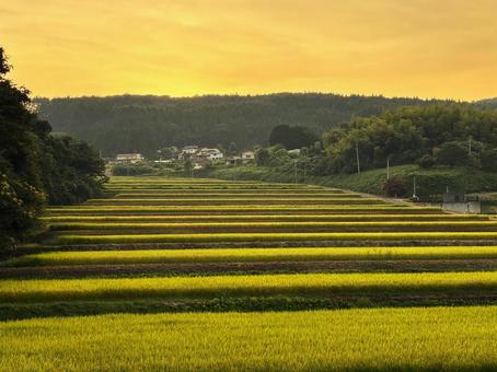 夕暮れの棚田 夕暮れの棚田 夕暮れ,棚田,夕焼けの写真素材