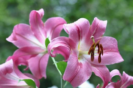 A flower that symbolizes chastity, JPG A flower that symbolizes chastity, lírios, lírio, flor, JPG