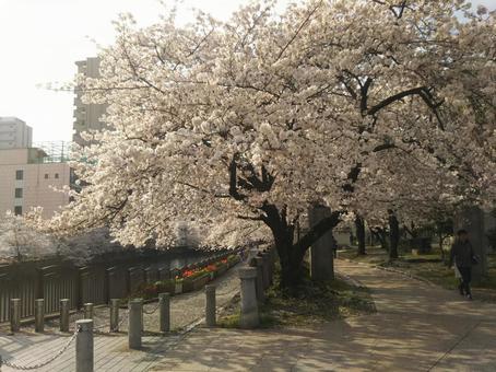 さくら さくらの写真