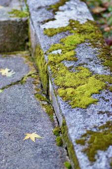 コケ 苔,落ち葉,もみじの写真素材