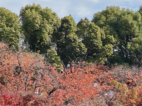 紅葉 もみじ,秋,紅葉の写真素材