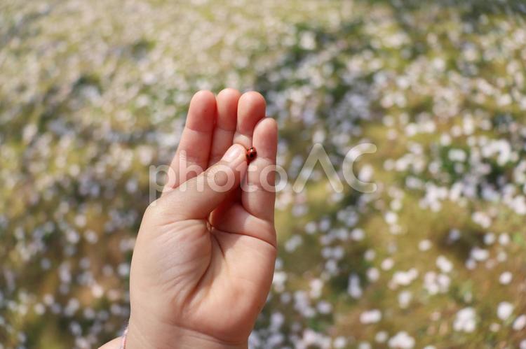 子供の手にテントウムシ 子供の手,てんとう虫,ナナホシテントウの写真素材