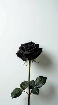 黒いバラ 黒いバラの写真