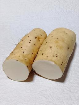 大和芋 大和芋,ヤマトイモ,山芋の写真素材