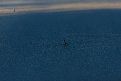 周りを見ながら歩くハクセキレイ ハクセキレイ,セキレイ科,野鳥の写真素材