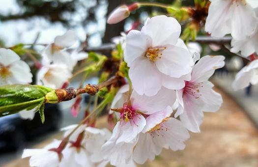 桜 桜の写真