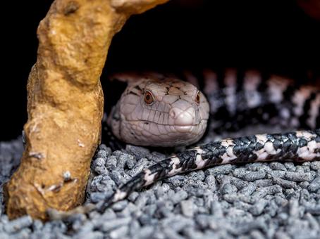 アオジタトカゲのアップ アオジタトカゲのアップの写真