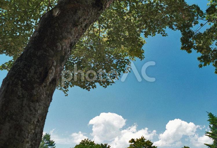 暑さを凌いで 入道雲,夏,木陰の写真素材