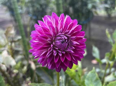 ダリア　紫 ダリア,紫,マゼンタの写真素材