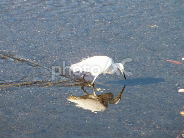 嘴を近づけて餌を探すコサギ 鷺,白い鳥,鳥の写真素材