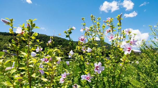 夏色に揺れる花 夏色に揺れる花 夏,花,咲くの写真素材