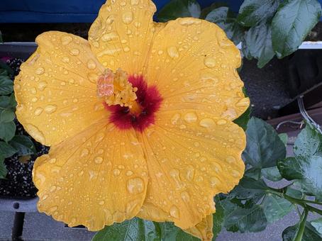 水が滴る黄色のハイビスカス　上から視点 ハイビスカス,ブッソウゲ,黄色の写真素材