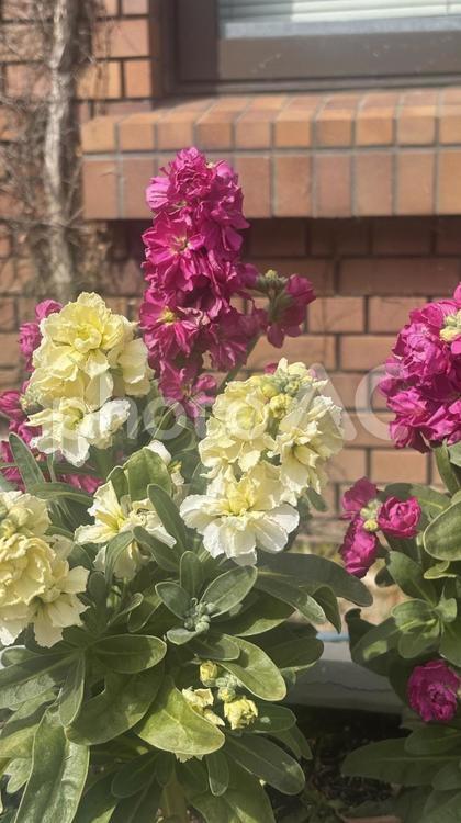 冬の花 冬の花,エレガント,美しい花の写真素材