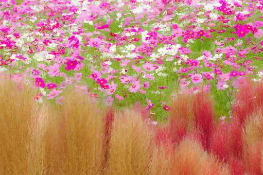 コスモス(62)の写真