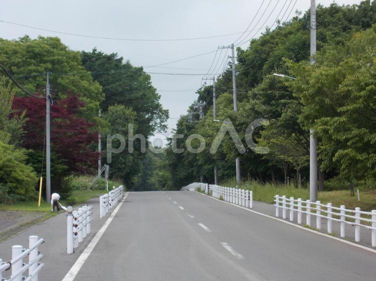 木々の間を走る一本道 道路,風景,道の写真素材