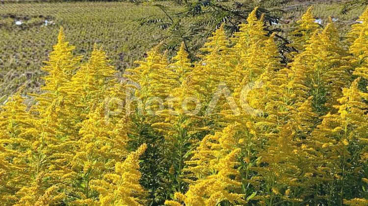 群生するセイタカアワダチソウ1 セイタカアワダチソウ,背高泡立草,植物の写真素材
