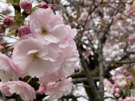 桜 桜の写真