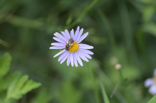 偶然に野菊の花にミツバチが飛んできた 偶然に野菊の花にミツバチが飛んできたの写真