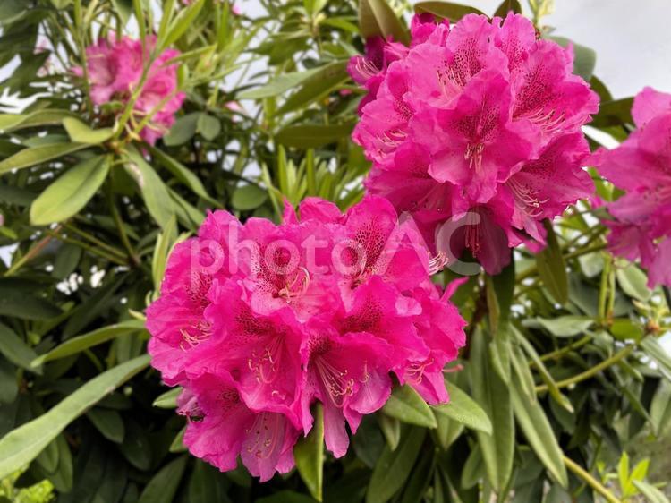 満開のシャクナゲの花２ シャクナゲ,セイヨウシャクナゲ,開花の写真素材