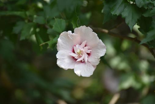 ムクゲの花を大きく撮りました ムクゲの花を大きく撮りましたの写真