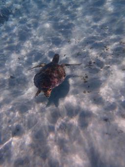 アオウミガメ アオウミガメ 海,沖縄,夏の写真素材