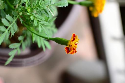 マリーゴールドの写真