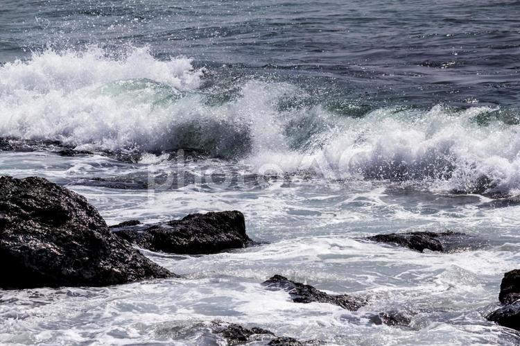 伊良湖の岩海苔9（田原市） 岩海苔,のり,特産品の写真素材