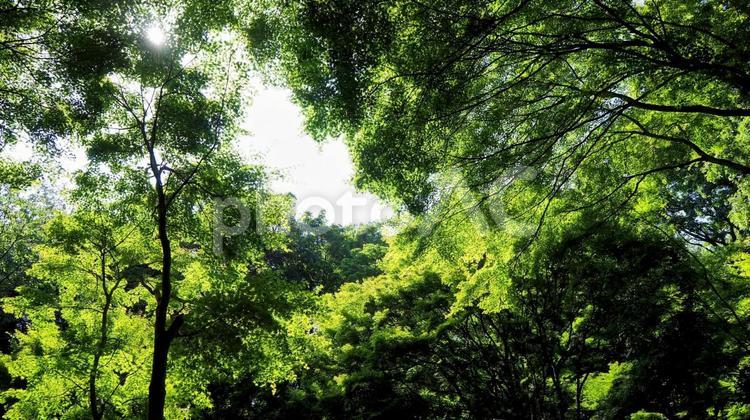 夏の七沢森林公園・木漏れ日の森（厚木市） 夏,七沢森林公園,厚木市の写真素材