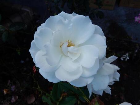 【花の写真】サザンカ（山茶花） サザンカ,山茶花,植物の写真素材