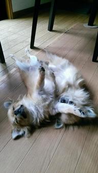 のびのびしている兄弟犬 のびのびしている兄弟犬の写真