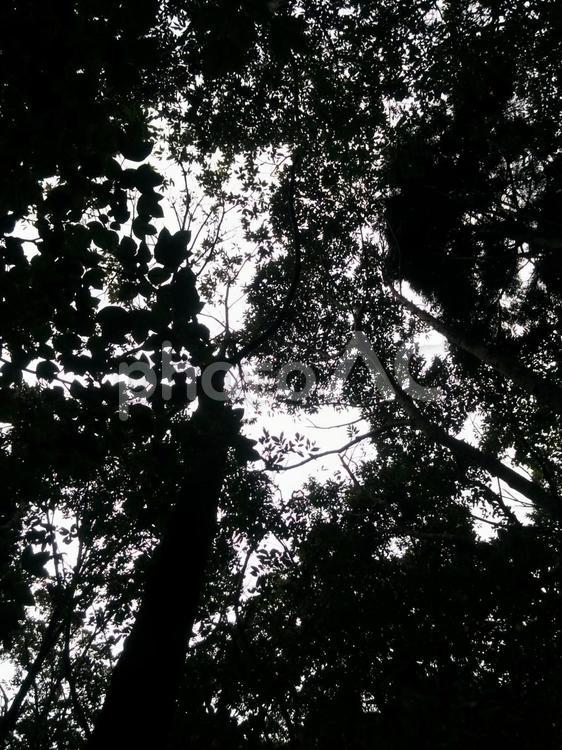森林浴 木,自然,葉の写真素材