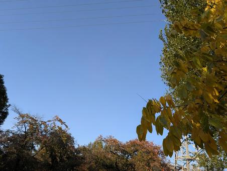 秋の景色 公園,木々,枝の写真素材