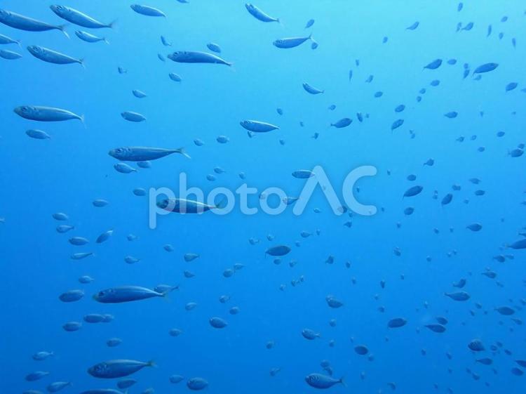 アジの群れ アジ,魚群,魚の写真素材