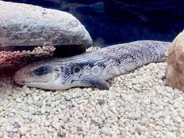 ヒガシアオジタトカゲ ヒガシアオジタトカゲ,アオジタトカゲ,上野動物園の写真素材