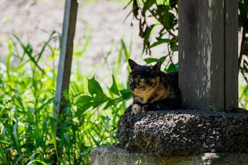 猫(209) 猫(209)の写真
