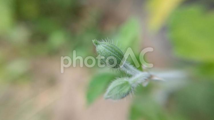 フウロソウ属の植物は区別が難しい ゲンノショウコ,アメリカフウロ,フウロソウの写真素材