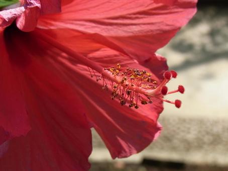 温室の赤いハイビスカス・花芯部分 温室の赤いハイビスカス・花芯部分 ハイビスカス,花,植物の写真素材