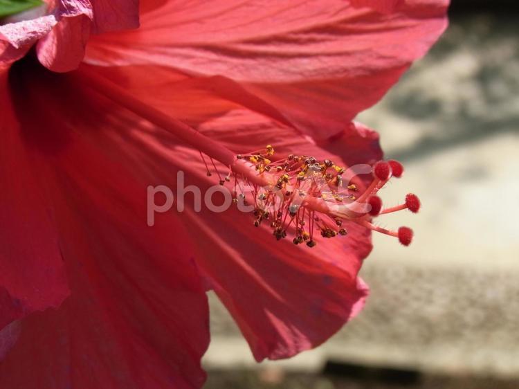 温室の赤いハイビスカス・花芯部分 ハイビスカス,花,植物の写真素材