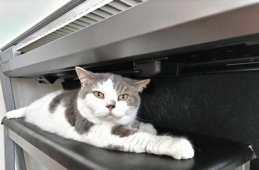 猫とエレクトーン 猫とエレクトーンの写真