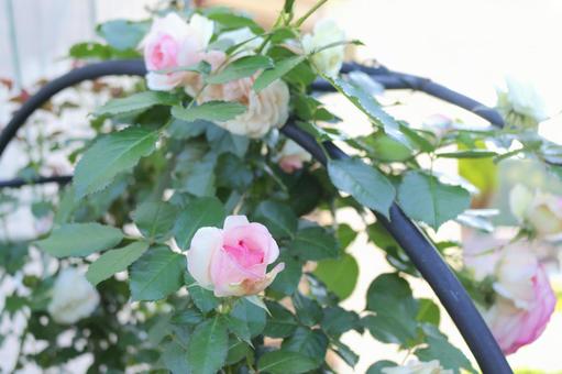 バラの花の写真